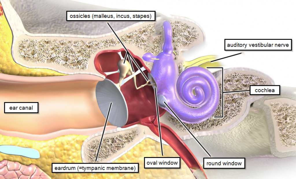 Normal hearing pathway in the ear. Normal hearing pathway in the ear.
