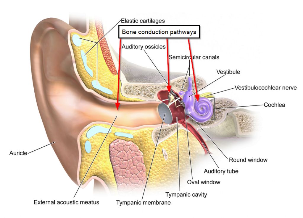 Hearing via bone conduction Hearing via bone conduction