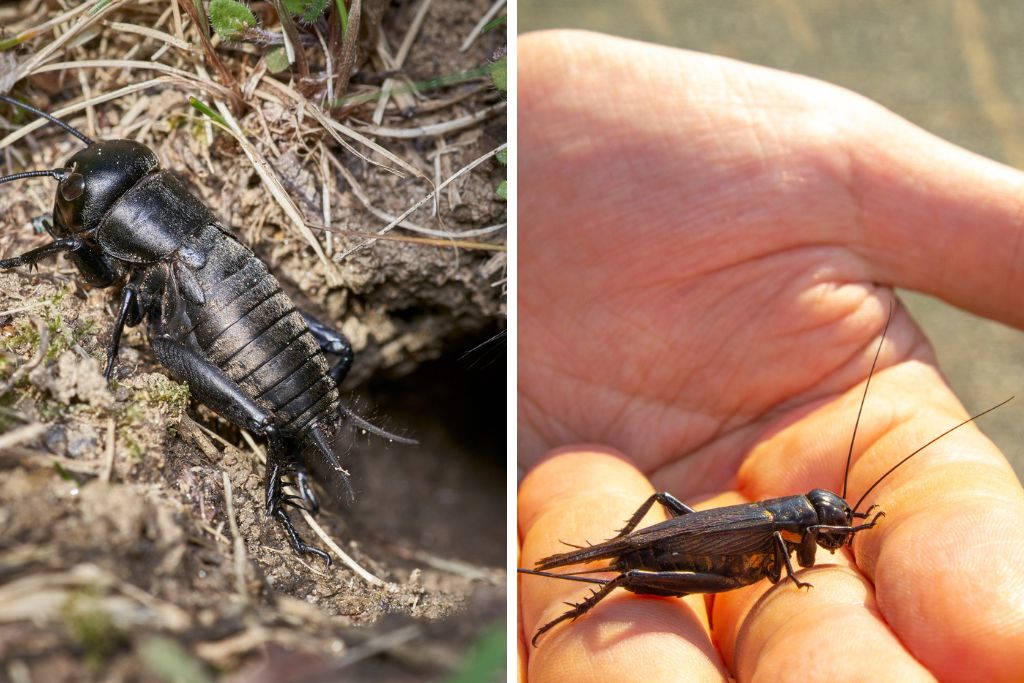 how to block out cricket noise